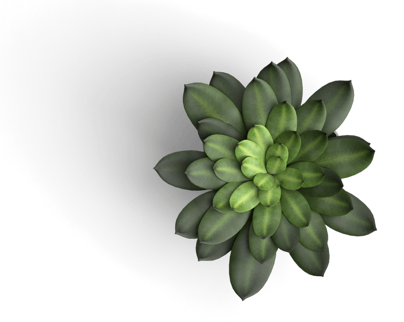 succulent-2